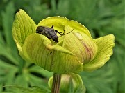 70 Trollius europaeus (Botton d'oro) con ospite